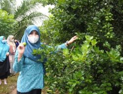 Sosialisasi Pertanian dan Perkebunan Untuk Masyarakat Desa Balida, Hj Sri Huriyati Hadi Harapkan Ini