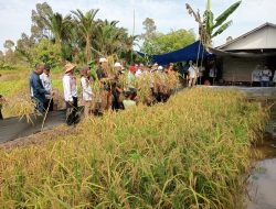 Pemprov Kalsel Panen Padi Apung Sebanyak 6,9 Ton di Jejangkit