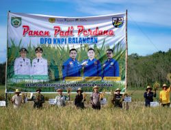 KNPI Balangan Dukung Program Ketahanan Pangan Lewat Panen Perdana di Desa Juai