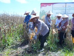 Supian HK Apresiasi Polda Kalsel: Lahan Rawa Disulap Jadi Ladang Jagung Produktif