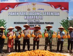Sinergi Polres dan Pemkab Balangan dalam Panen Jagung Serentak untuk Mendukung Ketahanan Pangan Nasional
