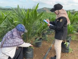 Dukung Pembangunan Kelapa Sawit Berkelanjutan, BPSBP Kalsel Kawal Penyediaan Benih Unggul Bersertifikat dan Berlabel