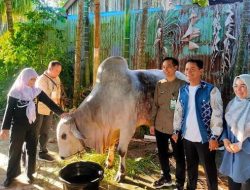 Wali Kota Banjarmasin Serahkan Bantuan Sapi Qurban dari Presiden ke Masjid Sultan Suriansyah