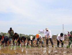 Kalsel Panen Raya dan Tanam Padi di Batola, Produksi Padi Naik Jadi 1,3 Juta Ton