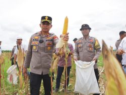 Panen Raya Jagung Serentak Kuartal IV di Pulau Laut Timur Dorong Swasembada Pangan 2025