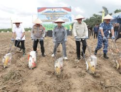 Pemprov Kalsel Dukung Tanam Jagung Serentak Perkuat Swasembada Pangan Nasional