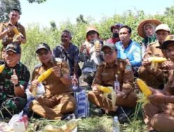 Dukung Program Presiden Prabowo, Pemkab Kotabaru Panen Raya Jagung di Lahan Pemda