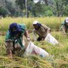 Panen Padi Kaya Gizi, Langkah Nyata Pemprov Kalsel Tingkatkan Ketahan Pangan dan Perbaikan Gizi Masyarakat