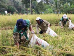 Panen Padi Kaya Gizi, Langkah Nyata Pemprov Kalsel Tingkatkan Ketahan Pangan dan Perbaikan Gizi Masyarakat