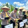Bersama Kelompok Tani, Polres Kotabaru Gelar Panen Raya Jagung
