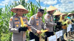 Bersama Kelompok Tani, Polres Kotabaru Gelar Panen Raya Jagung