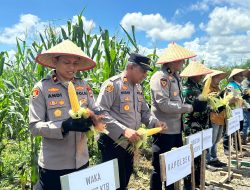 Bersama Kelompok Tani, Polres Kotabaru Gelar Panen Raya Jagung