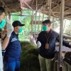 Jelang Idul Adha, DKP3 Balangan Periksa Kesehatan Hewan Qurban