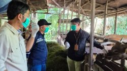 Jelang Idul Adha, DKP3 Balangan Periksa Kesehatan Hewan Qurban
