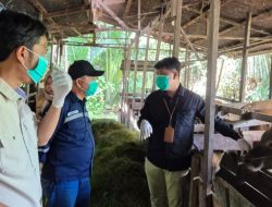Jelang Idul Adha, DKP3 Balangan Periksa Kesehatan Hewan Qurban