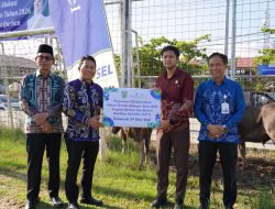 Jelang Idul Adha 1447 H, Bupati Balangan Bagikan 24 Sapi Kurban CSR