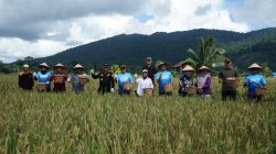 Wujudkan Komitmen Swasembada Pangan, Bupati Kotabaru Tinjau dan Panen Raya Padi di Desa Teluk Mesjid