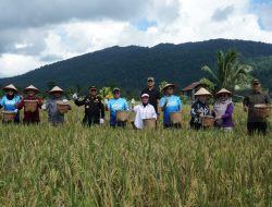 Wujudkan Komitmen Swasembada Pangan, Bupati Kotabaru Tinjau dan Panen Raya Padi di Desa Teluk Mesjid