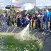 Panen Udang Vaname Perdana di Desa Sungai Limau Jadi Tonggak Baru Perikanan Budidaya di Kabupaten Kotabaru