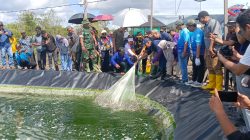 Panen Udang Vaname Perdana di Desa Sungai Limau Jadi Tonggak Baru Perikanan Budidaya di Kabupaten Kotabaru