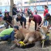 Tiap Helai Rambut Hewan yang Dikurbankan Bernilai Pahala