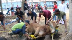 Tiap Helai Rambut Hewan yang Dikurbankan Bernilai Pahala
