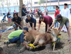 Tiap Helai Rambut Hewan yang Dikurbankan Bernilai Pahala