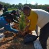 Peringati Hari Lingkungan Hidup Sedunia, DPLH Balangan Tanam Pohon Dukung Lingkungan Lestari