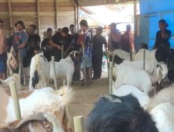 Supianor Apresiasi Kontes Kambing di Desa Sumber Rejeki, Dorong Pembinaan Peternak Berkelanjutan